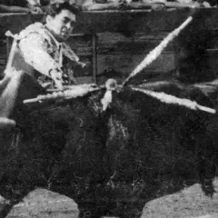 El toro que mató a Paquirri, en la plaza, con las banderillas clavadas.