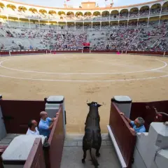 Un toro bravo entra en la arena, preparándose para el tercio de varas ante una multitud expectante.