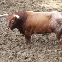 Toro bravo en el campo, listo para la lidia. Aprende como hacer divisas taurinas con este ejemplar.