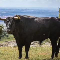Toro negro imponente, símbolo de la ganadería Parladé, pastando en un prado con la ciudad al fondo.