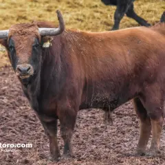 Un imponente toro castaño, uno de los chospes, mira fijamente con sus cuernos curvados.