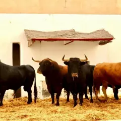 Cinco toros de lidia, parte de una ganadería vellosino, posan firmes sobre paja ante una pared blanca.