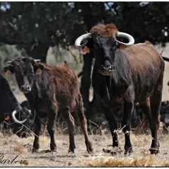 Dos toros de **ganadería los Eulogios** pastan en un campo seco. Uno es marrón y el otro negro.