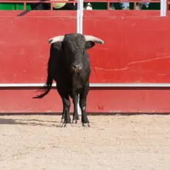 Toro negro con cuernos espera en el ruedo de la plaza de toros, con barrera roja al fondo.