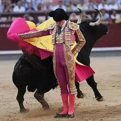 Torero en traje de luces, con capote rosa y amarillo, frente a un toro negro. Se especula cuanto cobra un torero por corrida.