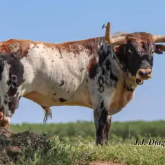 Toro de lidia con manchas marrones y negras, pastando en un campo verde. La ganadería Sobral se enorgullece de sus ejemplares.