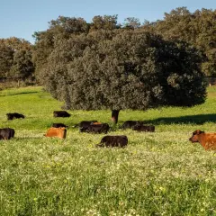 Vacas pastando en un prado florido, un paisaje idílico de ganadería Guadalmena bajo un cielo azul.