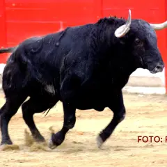 Toro negro bravo en la arena, listo para la lidia. Ganadería El Torero.