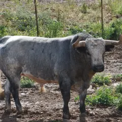 Toro bravo de ganadería rehuelga, con imponente cornamenta, pastando en un terreno embarrado y con vegetación.
