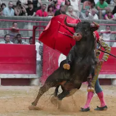 Un toro bravo embiste a un torero español en la arena, con el público observando.