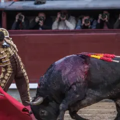 Adolfo Martín hijo, torero, se enfrenta a un toro en la arena. El público observa desde las gradas.