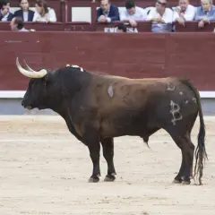 Un toro bravo, con el hierro de Baltasar Ibán, espera en la arena.