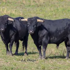 Dos toros negros de la ganadería Murube pastan en un campo verde.