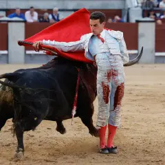 Un torero con traje de luces azul y rojo, manchado de sangre, se enfrenta a un toro negro en la plaza de toros de la ganadería San Isidro.