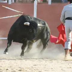 Un toro negro, con dos banderillas clavadas, embiste levantando polvo. Un torero, con su traje de luces, se prepara para el lance.