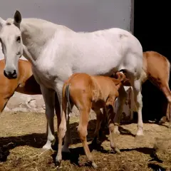 Un potrillo de Aquilino Fraile mama de su madre blanca, mientras otro potrillo espera su turno.