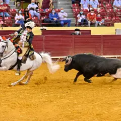 Antonio Ribeiro Telles, un rejoneador, domina un toro negro desde su caballo blanco en la arena.