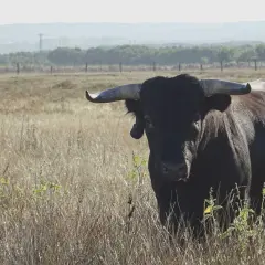 Toro negro con cuernos imponentes en un campo seco, símbolo de la ganadería más antigua de España.