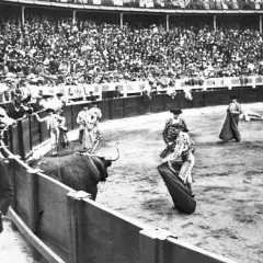 El toro que mató a Joselito el Gallo en la plaza, con público y toreros.