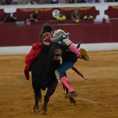 Un torero es embestido por un toro en la arena. El torero, con su traje de luces, cae al suelo, demostrando que una retirada a tiempo es una victoria, significado de prudencia.