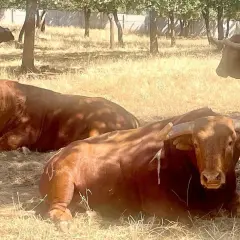 Toros de lidia descansan bajo la sombra. La ganadería torreana cuida de estos imponentes animales en un día soleado.