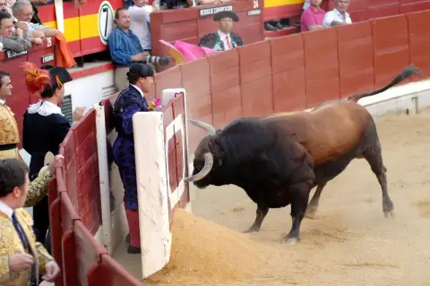 Un toro bravo se acerca a los burladeros de la plaza de toros, donde toreros esperan el momento.