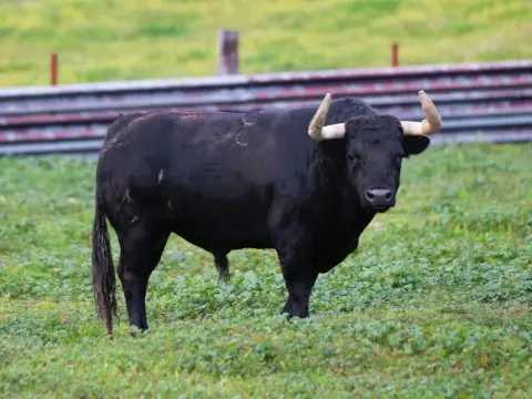 Ganadería Santa María - Claves para entender el toro bravo