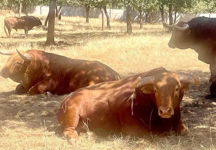 Toros de lidia descansan bajo la sombra. La ganadería torreana cuida de estos imponentes animales en un día soleado.