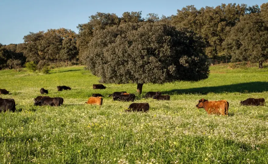 Ganadería Guadalmena: Claves para entender su toro bravo