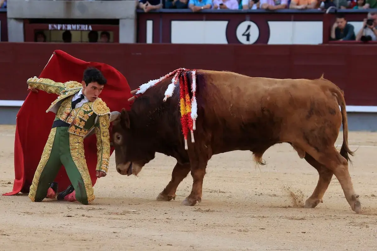 Isaac Fonseca, torero, se arrodilla ante un toro bravo en la arena.
