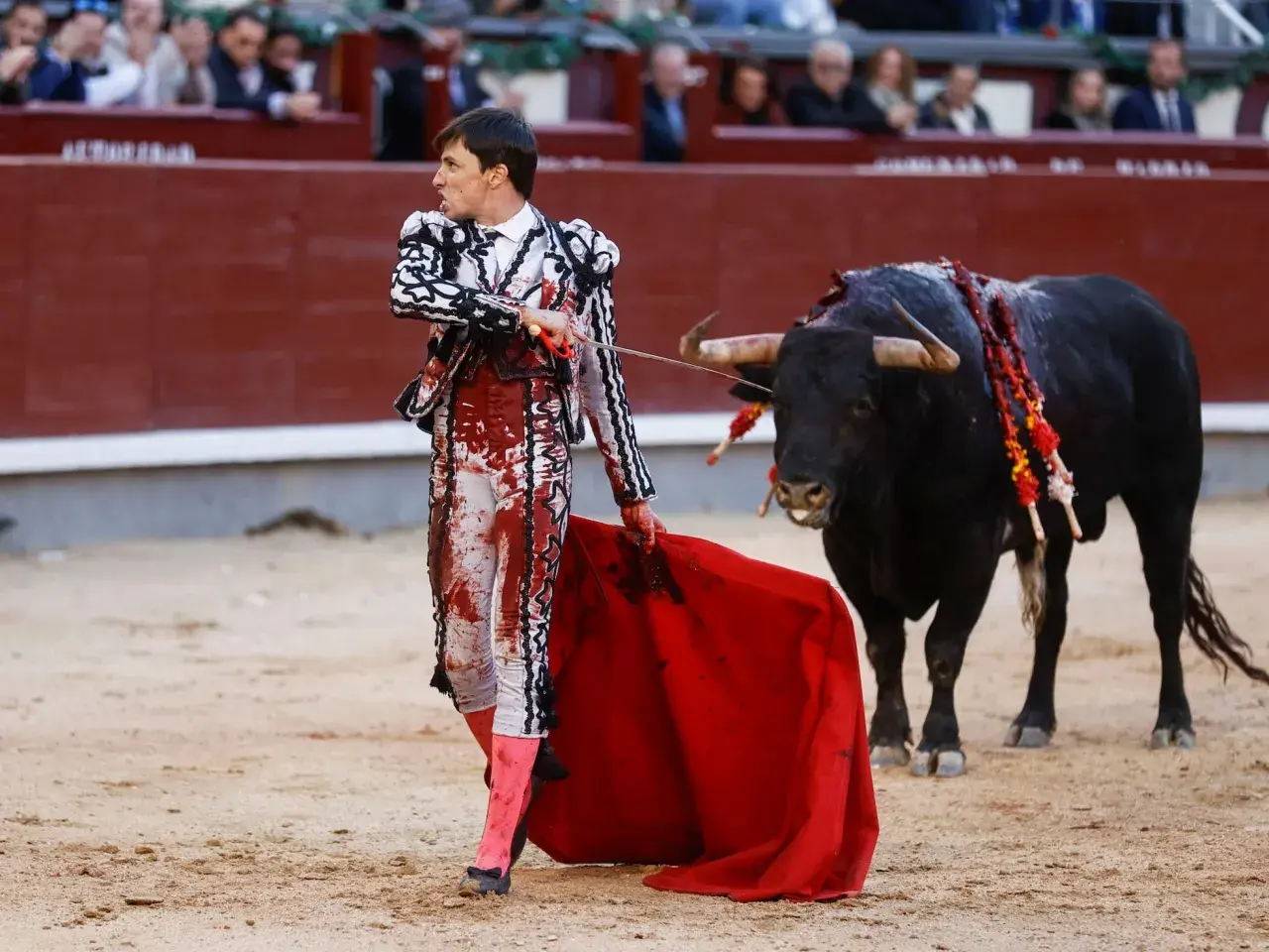 Un torero, con traje de luces manchado de sangre, se enfrenta a un toro bravo. Es una escena de **que es la tauromaquia en España**, un arte controvertido.