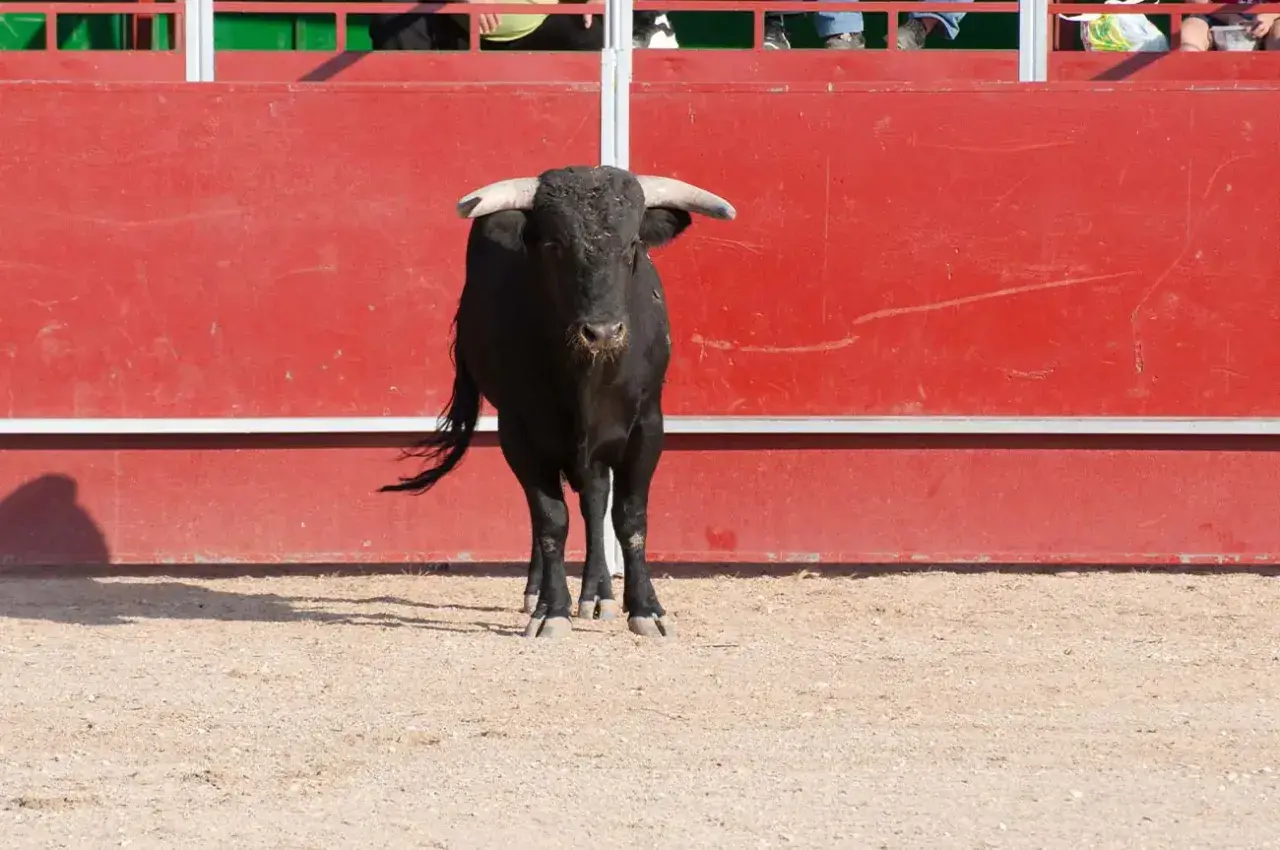 Toro negro con cuernos espera en el ruedo de la plaza de toros, con barrera roja al fondo.