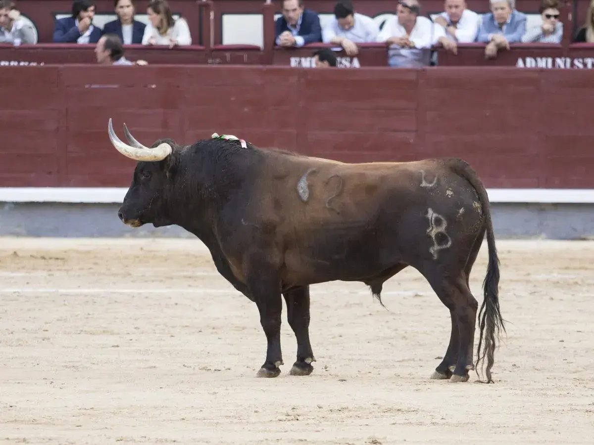 Un toro bravo, con el hierro de Baltasar Ibán, espera en la arena.