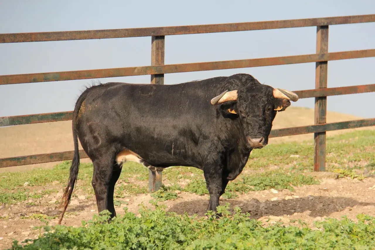 Toro negro con cuernos, símbolo de las ganaderías en Cádiz, pastando en un campo verde.