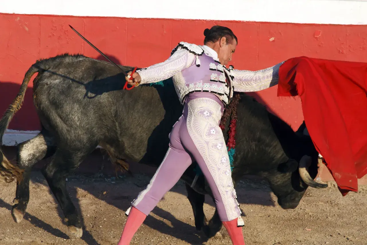 Un torero con su taleguilla rosa y chaquetilla bordada se enfrenta a un toro bravo.
