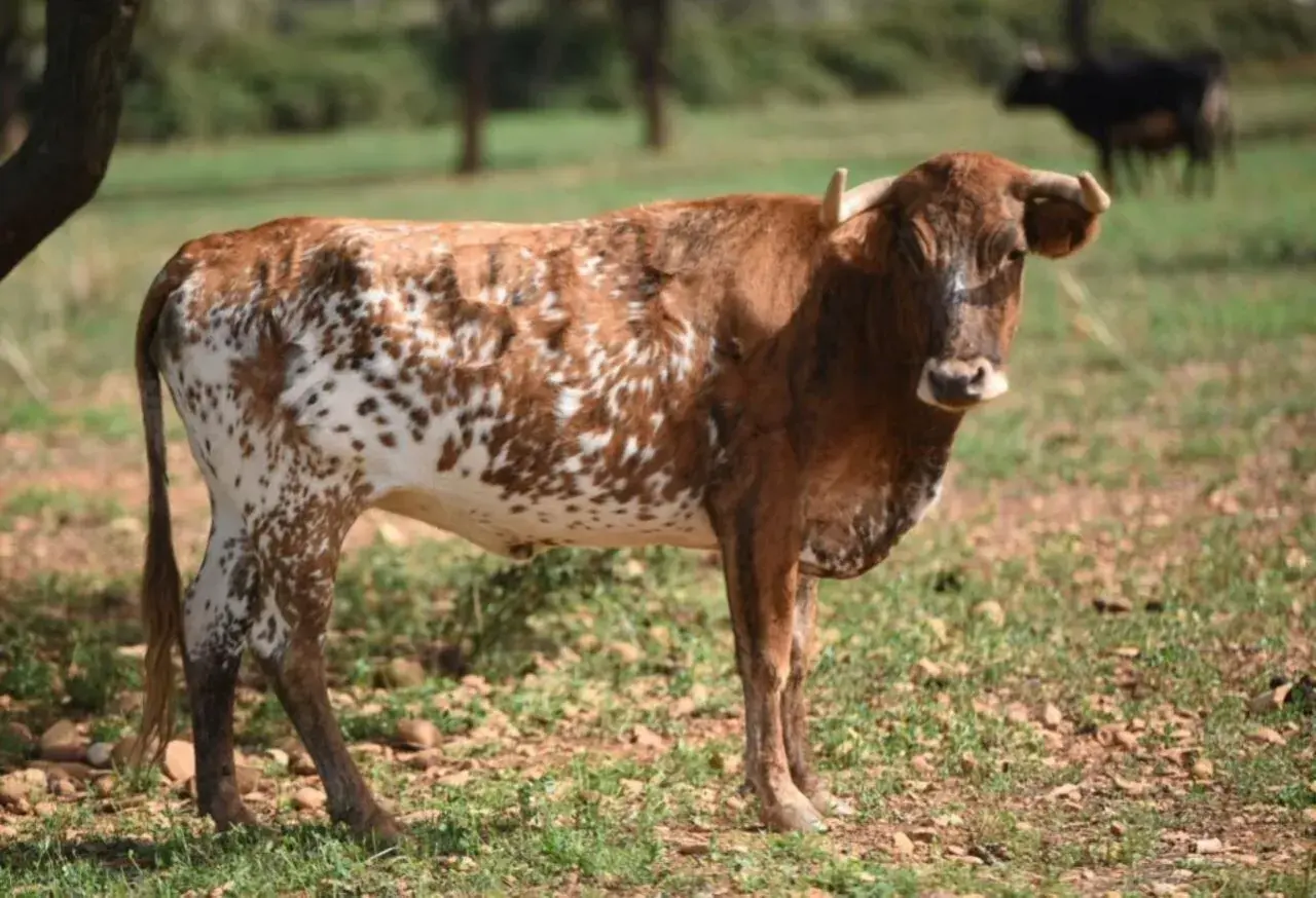 Vaca de pelaje moteado, con manchas marrones y blancas, pastando en un campo con la sierra al fondo.