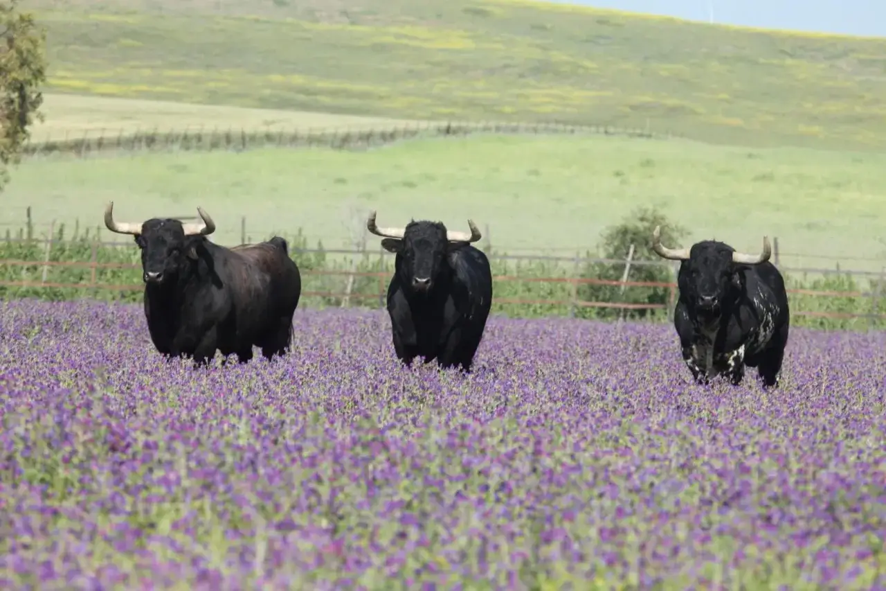 Tres toros negros pastan en un campo de flores moradas, un paisaje t&iacute;pico de las ganader&iacute;as en C&aacute;diz.
