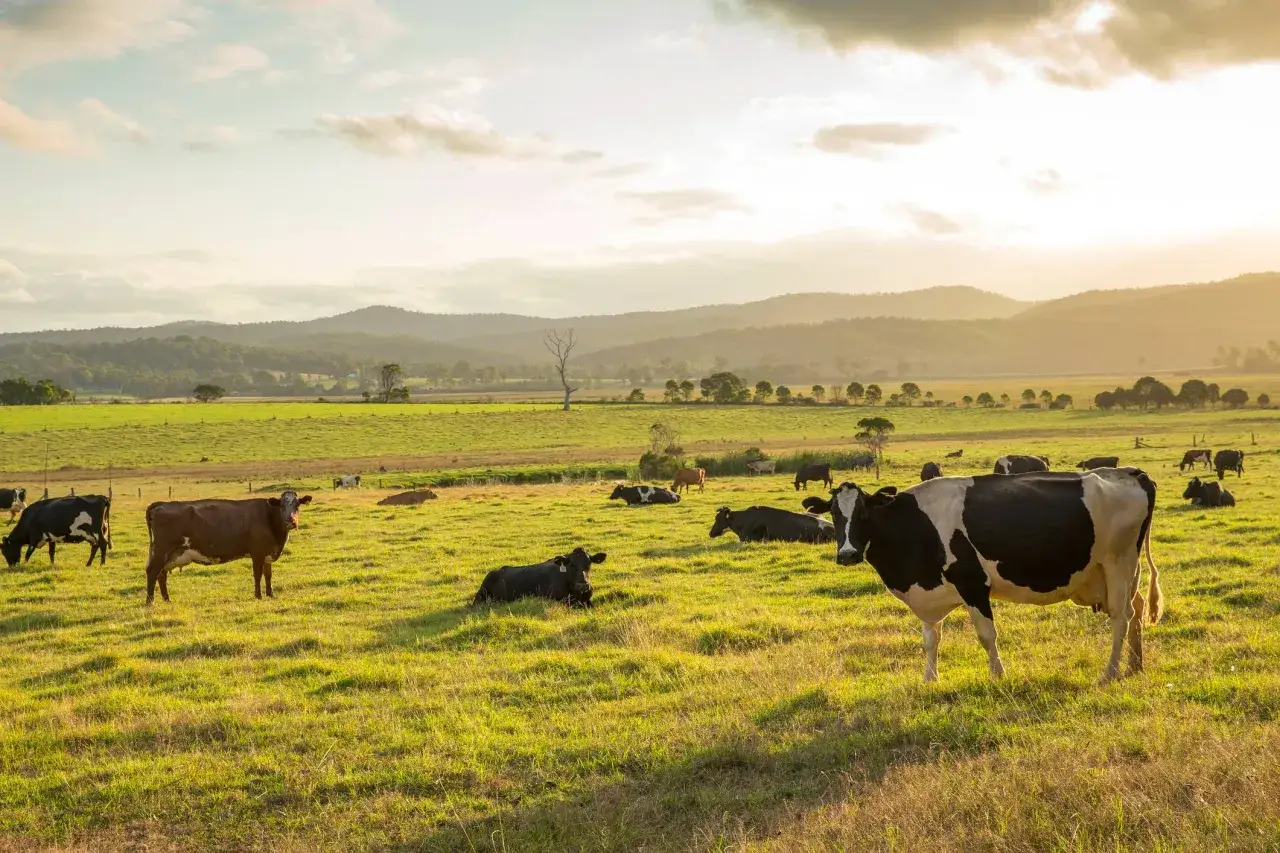 Vacas pastando en un prado verde al atardecer, con una concha y sierra de colinas ondulantes al fondo.