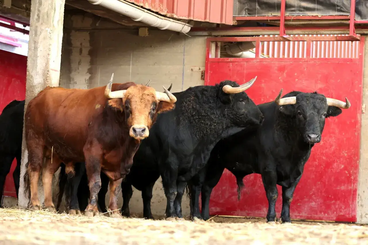 Tres toros, uno casta&ntilde;o y dos negros, esperan en la ganader&iacute;a Hermanas Azcona.