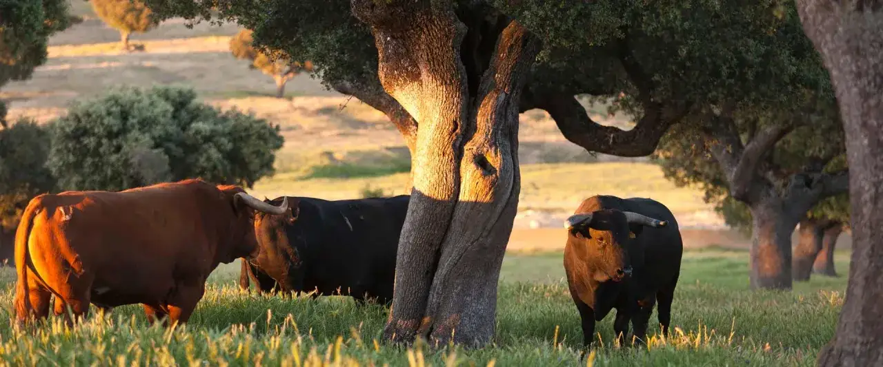 Toros bravos pastan bajo encinas, evocando el origen de los toros en la dehesa espa&ntilde;ola.