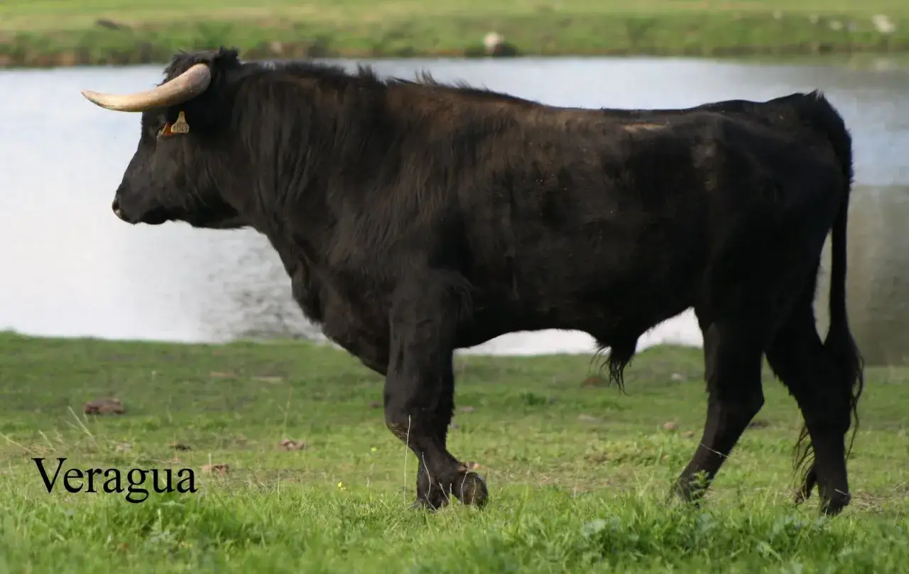 Toro negro de lidia, raza Veragua, con un n&uacute;mero de identificaci&oacute;n en la oreja, pastando cerca de un lago. Atanasio Fern&aacute;ndez, un nombre que evoca fuerza.