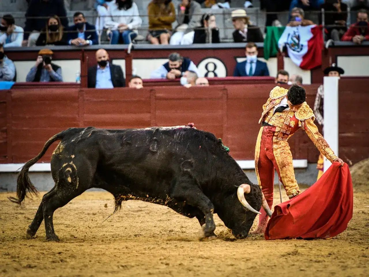 Isaac Fonseca, torero, se enfrenta a un toro bravo en la arena, capa roja en mano.