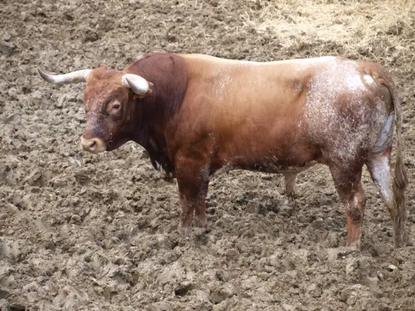 Toro bravo en el campo, listo para la lidia. Aprende como hacer divisas taurinas con este ejemplar.