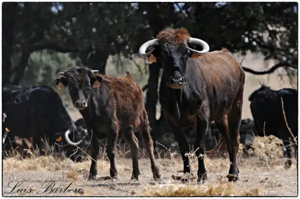 Dos toros de **ganadería los Eulogios** pastan en un campo seco. Uno es marrón y el otro negro.