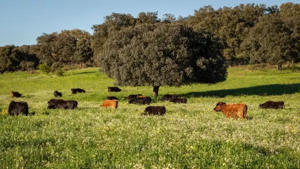 Vacas pastando en un prado florido, un paisaje idílico de ganadería Guadalmena bajo un cielo azul.